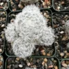 Mammillaria Plumosa Feather Cactus 3.5" Pot White Furry Cactus Rare Succulent