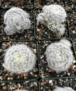 Mammillaria Plumosa Feather Cactus 3.5" Pot White Furry Cactus Rare Succulent