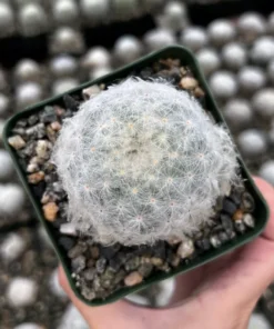 Mammillaria Plumosa Feather Cactus 3.5