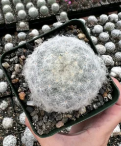 Mammillaria Plumosa Feather Cactus 3.5