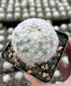 Mammillaria Plumosa Feather Cactus 3.5