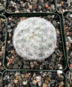 Mammillaria Plumosa Feather Cactus 3.5