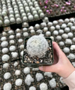 Mammillaria Plumosa Feather Cactus 3.5