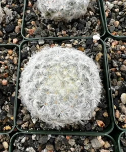 Mammillaria Plumosa Feather Cactus 3.5
