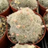 Mammillaria Plumosa Feather Cactus 6" Pot White Furry Cactus Rare Succulent