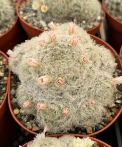 Mammillaria Plumosa Feather Cactus 6