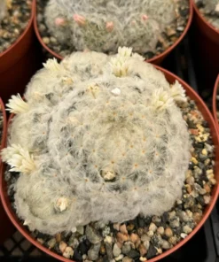 Mammillaria Plumosa Feather Cactus 6" Pot White Furry Cactus Rare Succulent