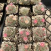 Mammillaria Schwarzii Cactus - Blooming Cactus, 2.5 & 4 inch Pots, Pink Flowers