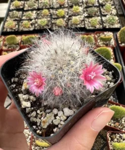 Mammillaria Schwarzii Cactus - Blooming Cactus, 2.5 & 4 inch Pots, Pink Flowers