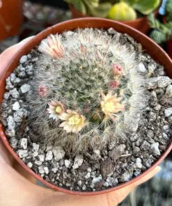 Mammillaria Schwarzii Cactus - Blooming Cactus, 2.5 & 4 inch Pots, Pink Flowers