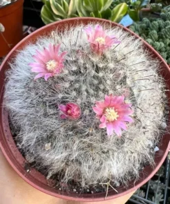 Mammillaria Schwarzii Cactus - Blooming Cactus, 2.5 & 4 inch Pots, Pink Flowers