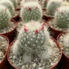 Mammillaria Senilis, Feather Cactus, Rare cactus in 3", 6" pot