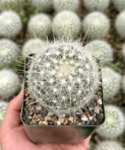Mammillaria Senilis, Feather Cactus, Rare cactus in 3", 6" pot