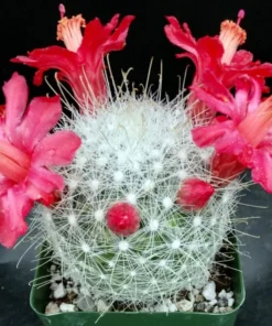 Mammillaria Senilis, Feather Cactus, Rare cactus in 3