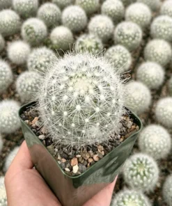 Mammillaria Senilis, Feather Cactus, Rare cactus in 3