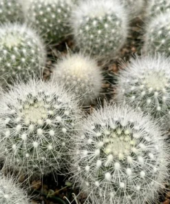 Mammillaria Senilis, Feather Cactus, Rare cactus in 3