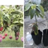 Mango Live Tropical Fruit Tree 14”- 25” Grafted Mango Tree