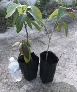 Mango Live Tropical Fruit Tree 14”- 25” Grafted Mango Tree