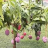 Mango Live Tropical Fruit Tree 7”- 9” in The Pot / Seeding Mango Live Plant
