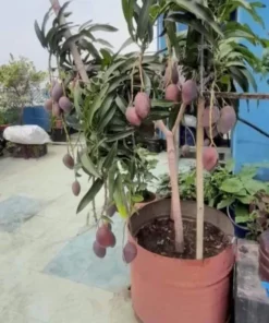 Mango Live Tropical Fruit Tree 7”- 9” in The Pot / Seeding Mango Live Plant