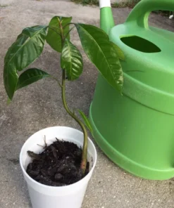 Mango Live Tropical Fruit Tree 7”- 9” in The Pot / Seeding Mango Live Plant