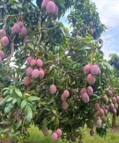 Mango Live Tropical Fruit Tree 7”- 9” in The Pot / Seeding Mango Live Plant