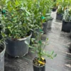 Meiwa Kumquat Tree (2 Feet Tall)