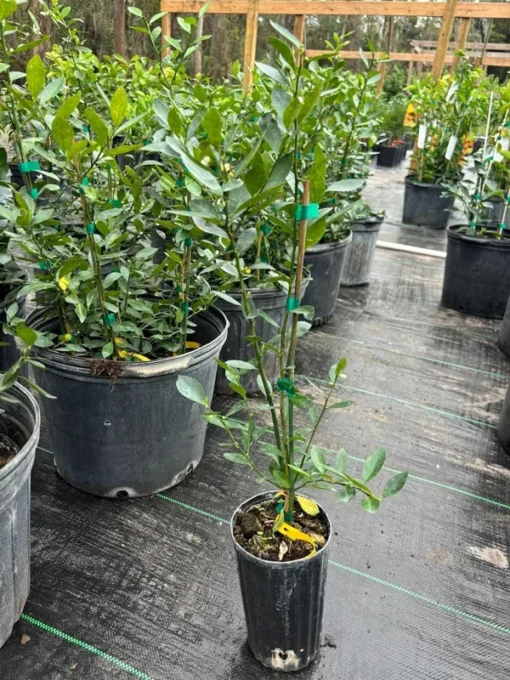 Meiwa Kumquat Tree (2 Feet Tall)