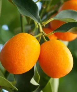 Meiwa Kumquat Tree (2 Feet Tall)