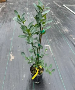 Meiwa Kumquat Tree (2 Feet Tall)