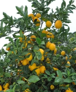 Meyers Lemon Grafted Tree 3 Feet Tall. Free Shipping