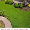 Micro Clover Seeds 1000-2000 Seeds - Ground Cover - Drought Resistant - Grass Seeds For Lawn