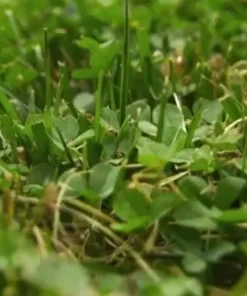 Micro Clover Seeds 6000 Seeds - Grass Seeds For Lawn