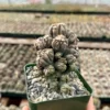 Ming Thing Cactus - Cereus Forbesii Monstrose - Rare Cactus - 2.5
