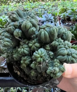 Ming Thing Cactus - Cereus Forbesii Monstrose - Rare Cactus - 2.5