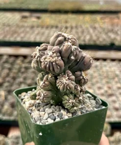 Ming Thing Cactus - Cereus Forbesii Monstrose - Rare Cactus - 2.5