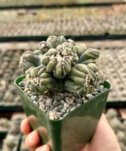 Ming Thing Cactus - Cereus Forbesii Monstrose - Rare Cactus - 2.5