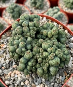 Ming Thing Cactus - Cereus Forbesii Monstrose - Rare Cactus - 2.5