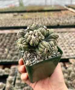 Ming Thing Cactus - Cereus Forbesii Monstrose - Rare Cactus - 2.5