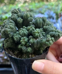 Ming Thing Cactus - Cereus Forbesii Monstrose - Rare Cactus - 2.5