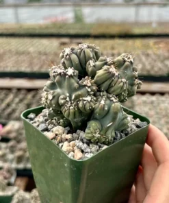Ming Thing Cactus - Cereus Forbesii Monstrose - Rare Cactus - 2.5