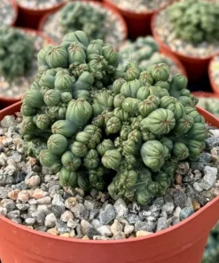 Ming Thing Cactus - Cereus Forbesii Monstrose - Rare Cactus - 2.5