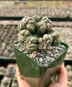 Ming Thing Cactus - Cereus Forbesii Monstrose - Rare Cactus - 2.5
