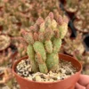 Mini Cinnamon Cactus - Opuntia Rufida Minima 2-4" Pot Rare Succulent