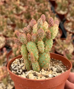 Mini Cinnamon Cactus - Opuntia Rufida Minima 2-4