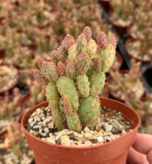 Mini Cinnamon Cactus - Opuntia Rufida Minima 2-4" Pot Rare Succulent
