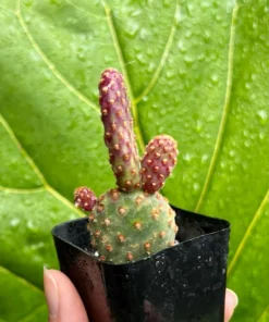 Mini Cinnamon Cactus - Opuntia Rufida Minima 2-4" Pot Rare Succulent