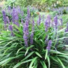 Monkey Grass Liriope Muscari - 50 Seeds