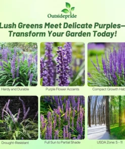 Monkey Grass Liriope Muscari - 50 Seeds