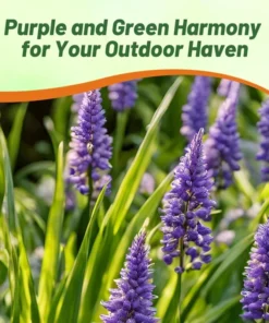 Monkey Grass Liriope Muscari - 50 Seeds